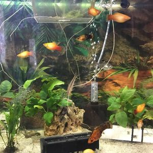 Meet your Posher, Carlton